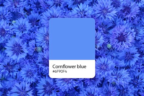Cornflower blue mascot tiktok